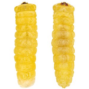 Ethonion leai, PL3672, larva, from Dillwynia hispida (PJL 3095), dorsal & ventral view, (5.7 mm long), SE